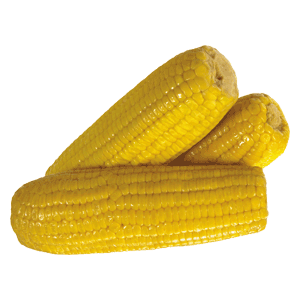 Corn PNG image-5296